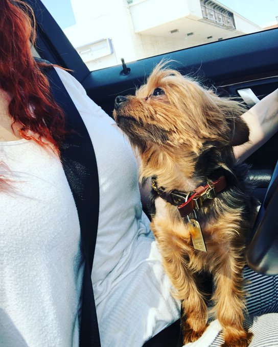 Get you a man that looks at you the way my dog looks at me https://t.co/qxMOiTxskb<a href="/tag/throwback"class="tags"><span>#throwback</span></a><a href="/tag/tht"class="tags"><span>#tht</span></a>