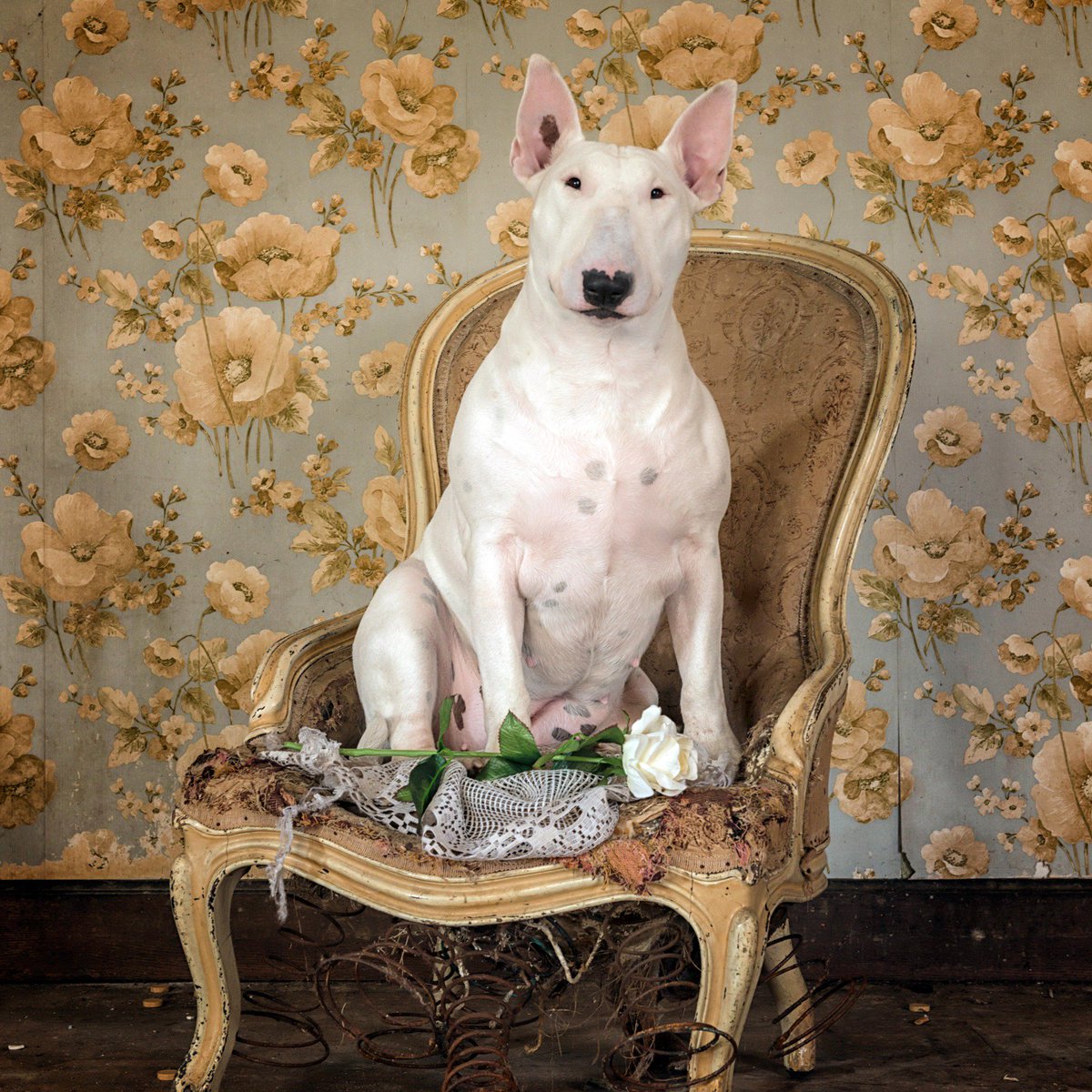 Google's tweet photo. When urban exploration meets a 🐶, you get what photographer Alice Van Kempen calls "Furbex." Taking photos of her dog Claire in abandoned buildings around Europe, Alice scouts locations using @googleearth and #StreetView. #SearchOn https://t.co/foIimJPmX1