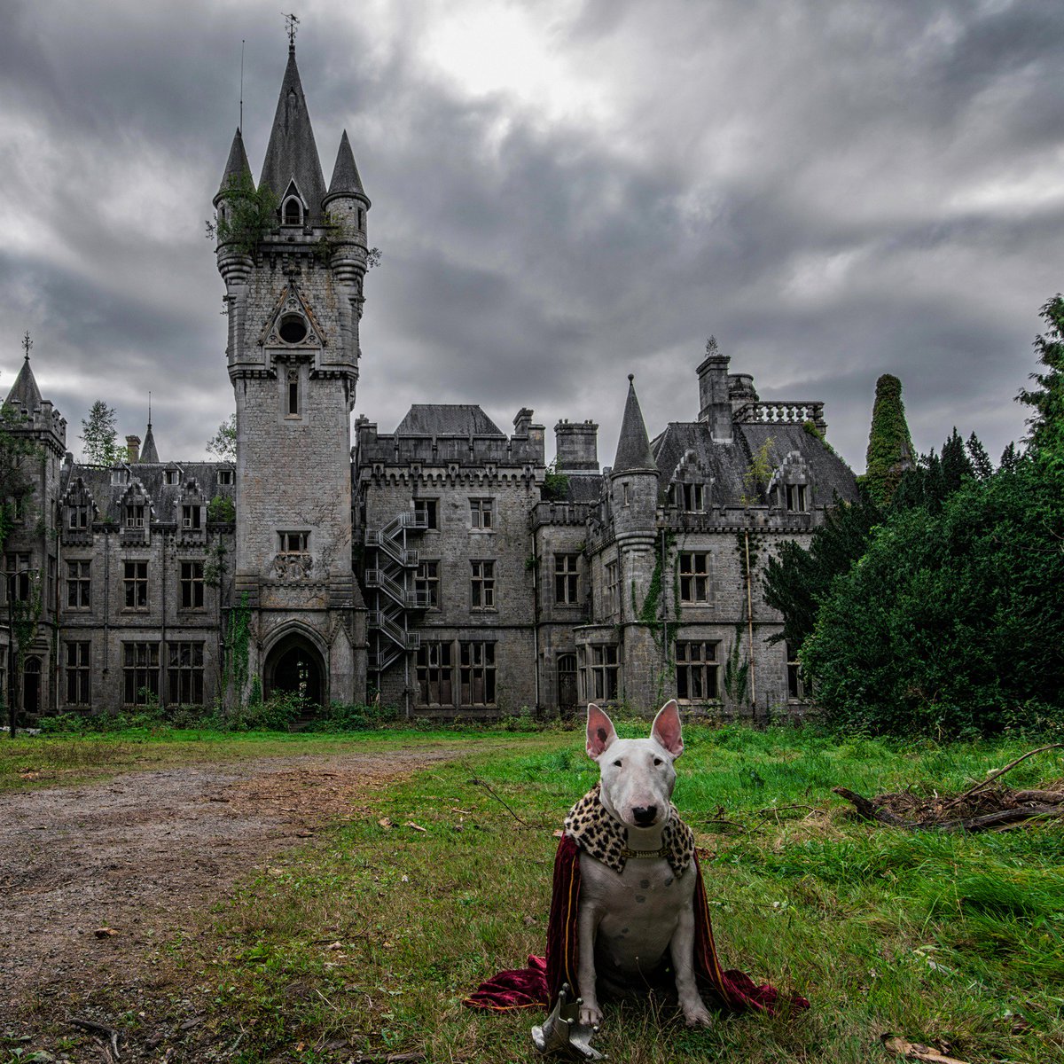 Google's tweet photo. When urban exploration meets a 🐶, you get what photographer Alice Van Kempen calls "Furbex." Taking photos of her dog Claire in abandoned buildings around Europe, Alice scouts locations using @googleearth and #StreetView. #SearchOn https://t.co/foIimJPmX1