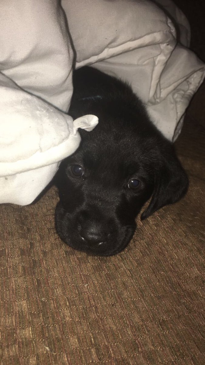 mightbelindsey's tweet photo. my beautiful boy is one year old today and i couldn’t ask for a better best friend. i love you mal happy birthday 😊❤️🐾 https://t.co/UiBvqy74u3
