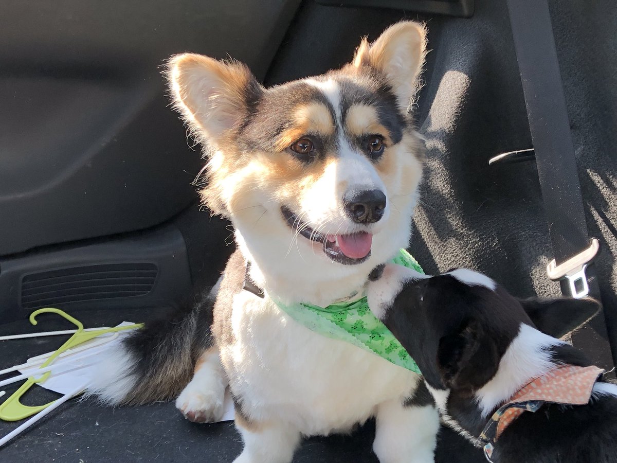 LokiHarper's tweet photo. Got my first haircut today. More pics to come. I’m so handsome!7 https://t.co/v9djNIkKtT
