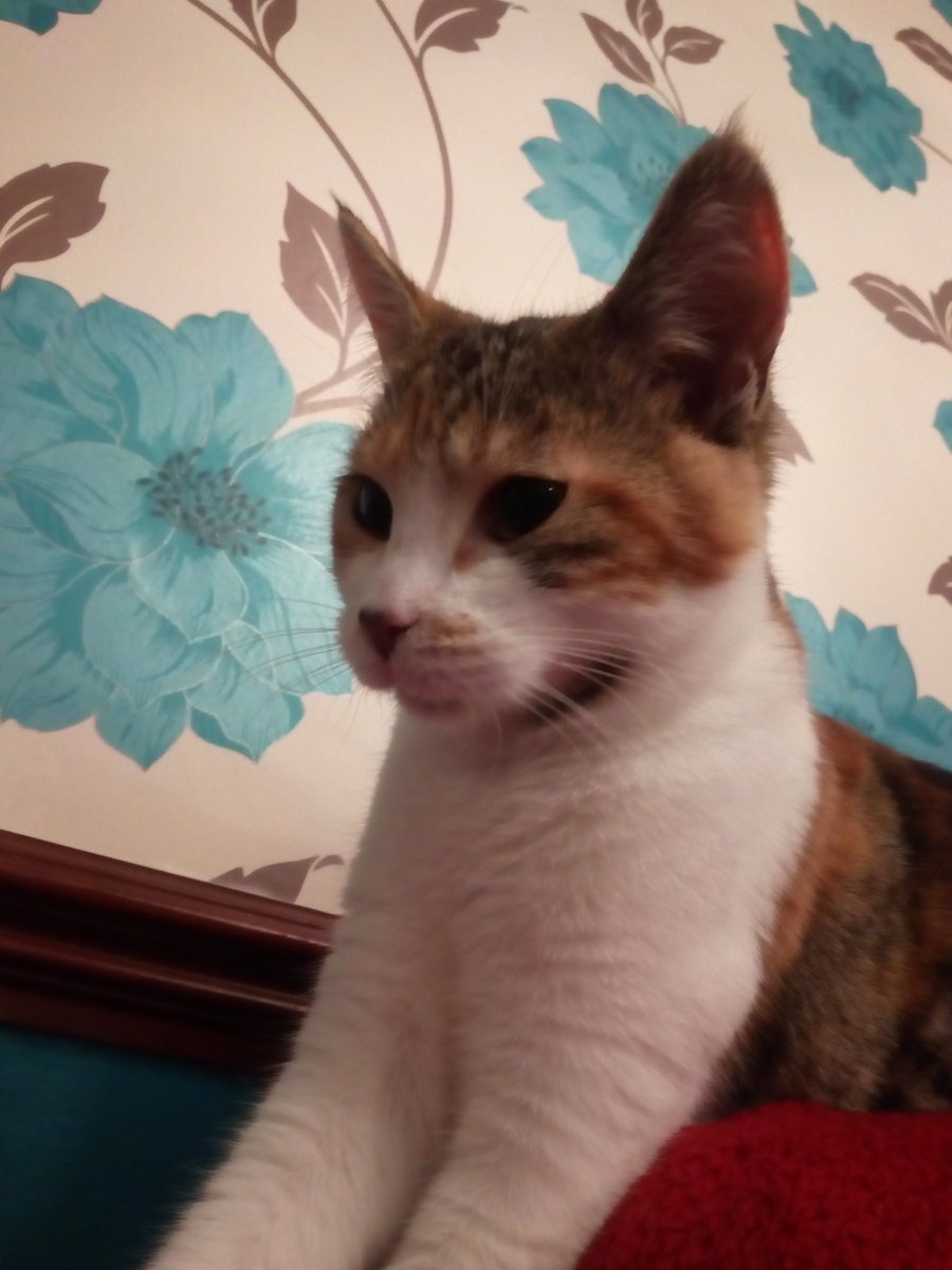 NachoandSalsa's tweet photo. Humans keep talking about somewhere called the "vets" .... #wtf #shouldwebescared #Kitten_World https://t.co/qFwNxcHWfO