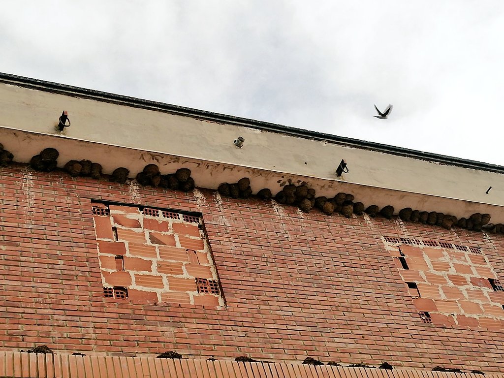 AlyRo23's tweet photo. #avióncomûn Burbuja inmobiliaria?  😁 @SEO_BirdLife @masqpajaros https://t.co/qrhevBaFHh
