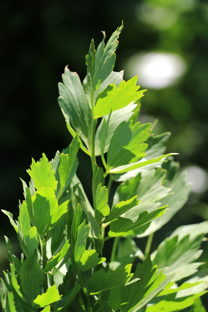 PottyPreston's tweet photo. Lovage is a herb that has many culinary and medicinal uses. The leaves are ideal for wrapping up chease and keeping it fresh and giving the cheese a nice flavour. #herbfacts #herbtips #lovage #herbs #wednesdaywisdom #wednesdaymorning https://t.co/aVRWfItBem