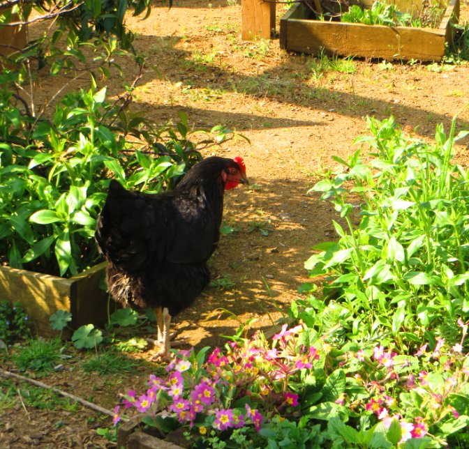Capital_Growth's tweet photo. Did you really say CHICKENS?! In the CITY?! Yes, you can! Find out the ins and outs and learn how you can keep #backyardchickens on Saturday 16 June 10.30 - 13.30 @spitz_cityfarm - tickets from https://t.co/iPgLFjbjD2 #chickens #urbanchickens https://t.co/LOGSc9TgLc