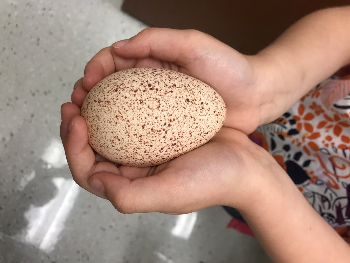 MrsRalstonKdg's tweet photo. Thank you @PrissyRedmon for bringing this turkey egg in for my students to observe. I’ve never seen one either! #bjumpstart @sherimchenry @lmichaelsbowman #farmanimalresearch https://t.co/vN2Bxt6kI4