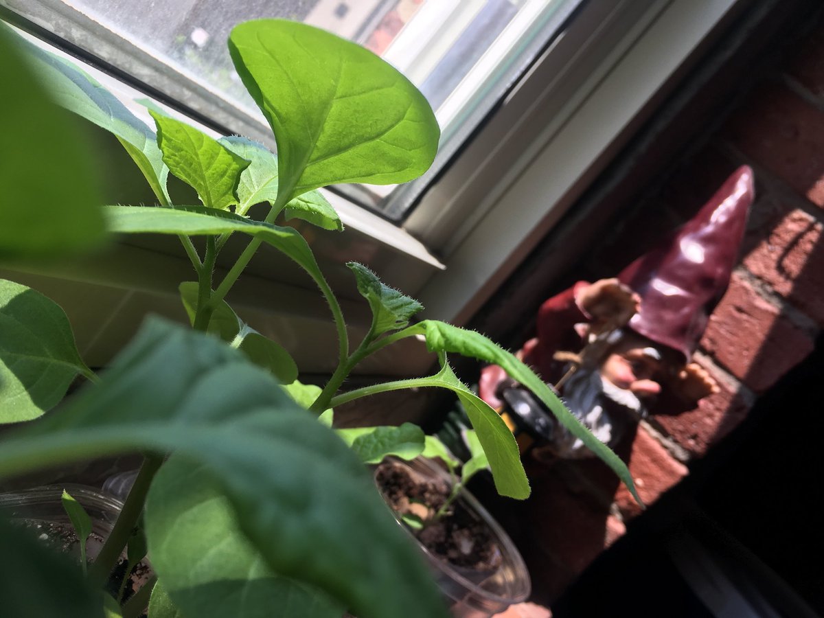 isiteunited's tweet photo. Office veg garden aka growing nicely #green #gnome #OldCity #philly #greentech https://t.co/0AIFWwsF3i