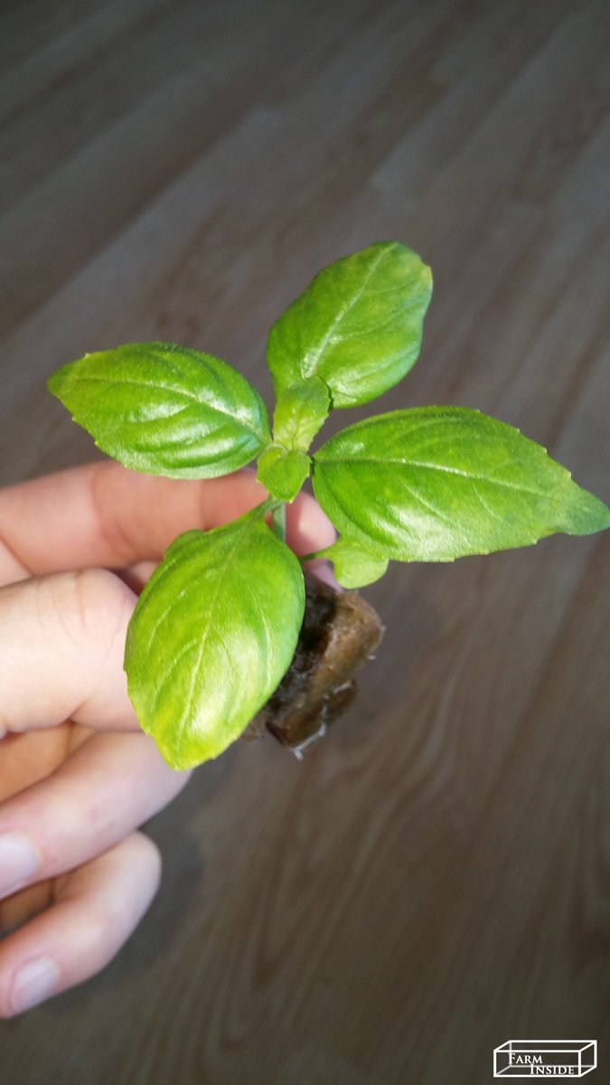 farm_inside's tweet photo. #ReinventingFarming #indoorplants #indoorfarming #Greens #seedlings #farmInside #healthyfood #nopesticides #noGMO #noHerbicides #lettuce #basilic #savewater #verticalfarming #hydroponics #basil #localfood #LED https://t.co/K8Nm7y5yfU