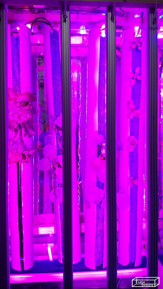 farm_inside's tweet photo. #ReinventingFarming #indoorplants #indoorfarming #Greens #seedlings #farmInside #healthyfood #nopesticides #noGMO #noHerbicides #lettuce #basilic #savewater #verticalfarming #hydroponics #basil #localfood #LED https://t.co/dNZdBnA4dx
