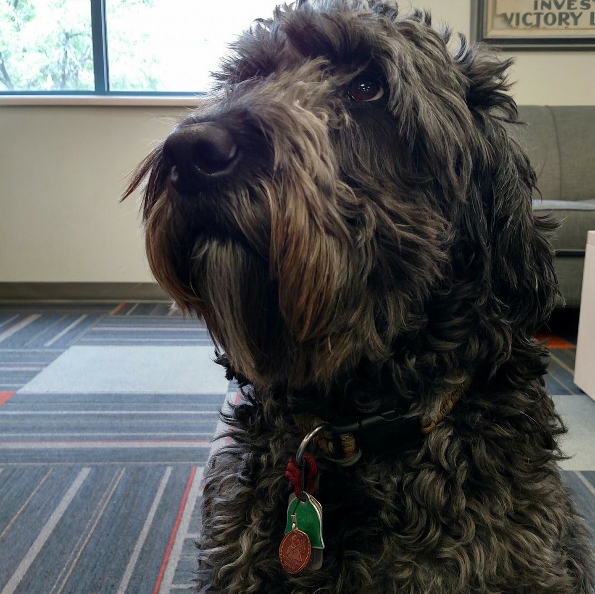 ISU_Hero's tweet photo. Hello hello it's my Birthday! I'm 4. Someone gave me a princess penny in my donation bin last time it was out and my people turned it into Birthday Bling! I feel PRETTY. https://t.co/gttN73p1E2