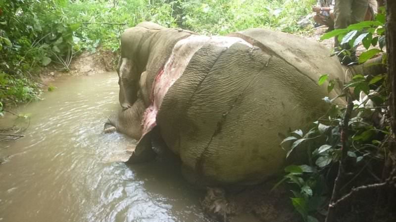 Newsflash : Ground #Elephant skin does not cure acne or stop you from farting. So please stop skinning them alive for "medicine" in #China. Elephants have enough to worry about.