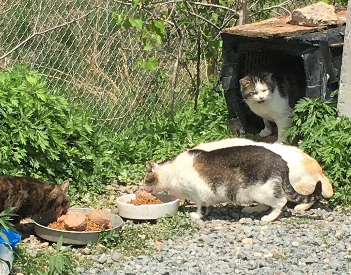 Feral Club is fine.
#FeralTuesday