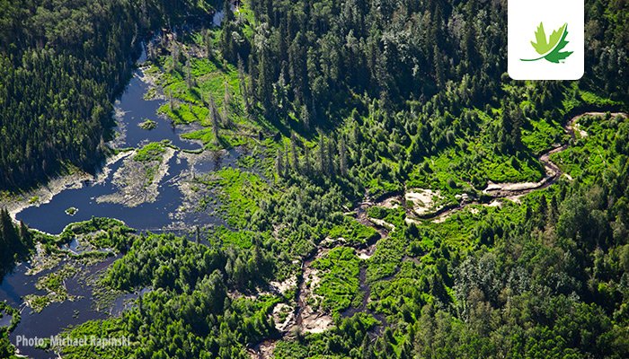 NCC_CNC's tweet photo. Breaking news: @NCC_CNC brings together unique #partnership to create the largest #boreal forest protected area in the world! Read more, https://t.co/QuAFXcNsWg #cdnpoli #abpoli @SphillipsAB, @Cathmckenna, @Syncrudecanada, @environmentca https://t.co/YxZ2ePr3jj