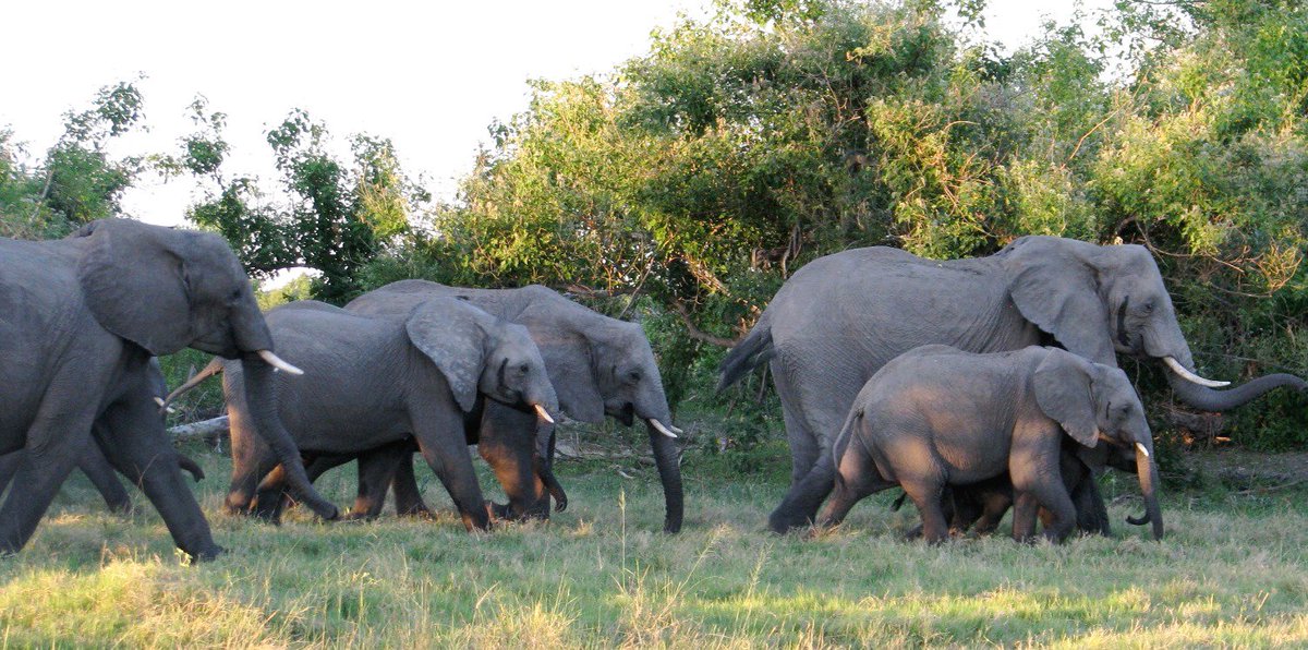 wildtechMB's tweet photo. New research suggests that #elephants produce distinct seismic vibrations through different behaviors. They can also perceive the differences from at least 1 km away, suggesting they use vibration patterns to communicate.

https://t.co/oQNvdXS9X3 https://t.co/SqfVOD0lDb