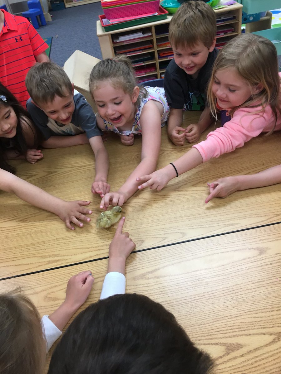 AndeeWebb's tweet photo. Buddy is the newest member of our class! He hatched yesterday after being in the incubator for 27 days! We will be giving Buddy so much love until he goes back to the farm. #babyduck 
#fivehawks #kinders https://t.co/yEFt0QHviE