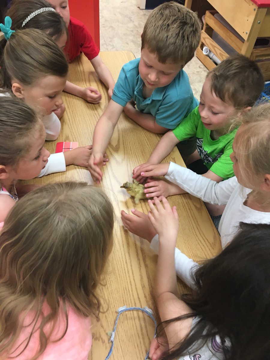 AndeeWebb's tweet photo. Buddy is the newest member of our class! He hatched yesterday after being in the incubator for 27 days! We will be giving Buddy so much love until he goes back to the farm. #babyduck 
#fivehawks #kinders https://t.co/yEFt0QHviE