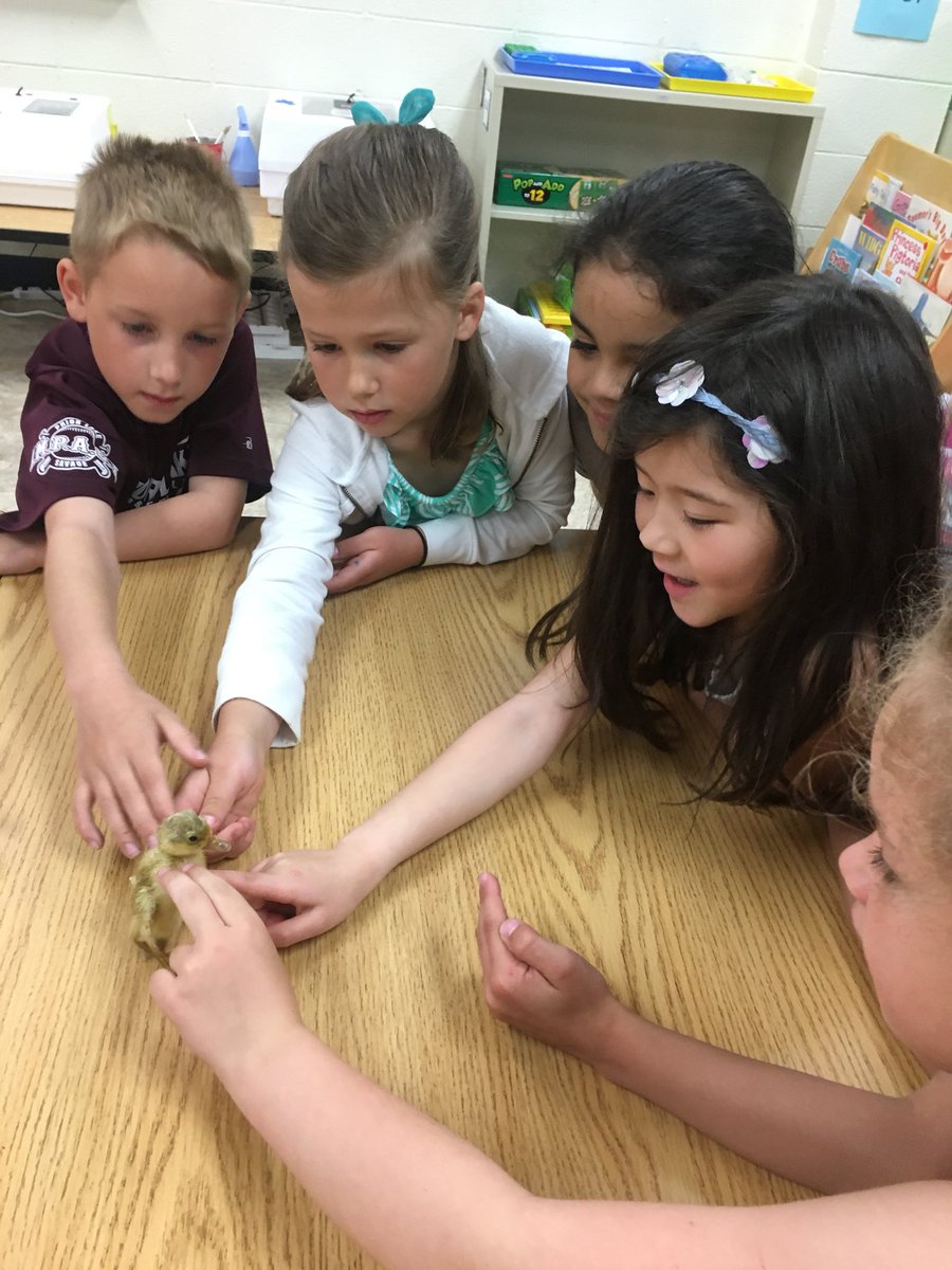 AndeeWebb's tweet photo. Buddy is the newest member of our class! He hatched yesterday after being in the incubator for 27 days! We will be giving Buddy so much love until he goes back to the farm. #babyduck 
#fivehawks #kinders https://t.co/yEFt0QHviE