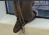 FlutterVR's tweet photo. That's an otter plushie butt, by the way! ⭐️ https://t.co/2fVFSTjf9Q