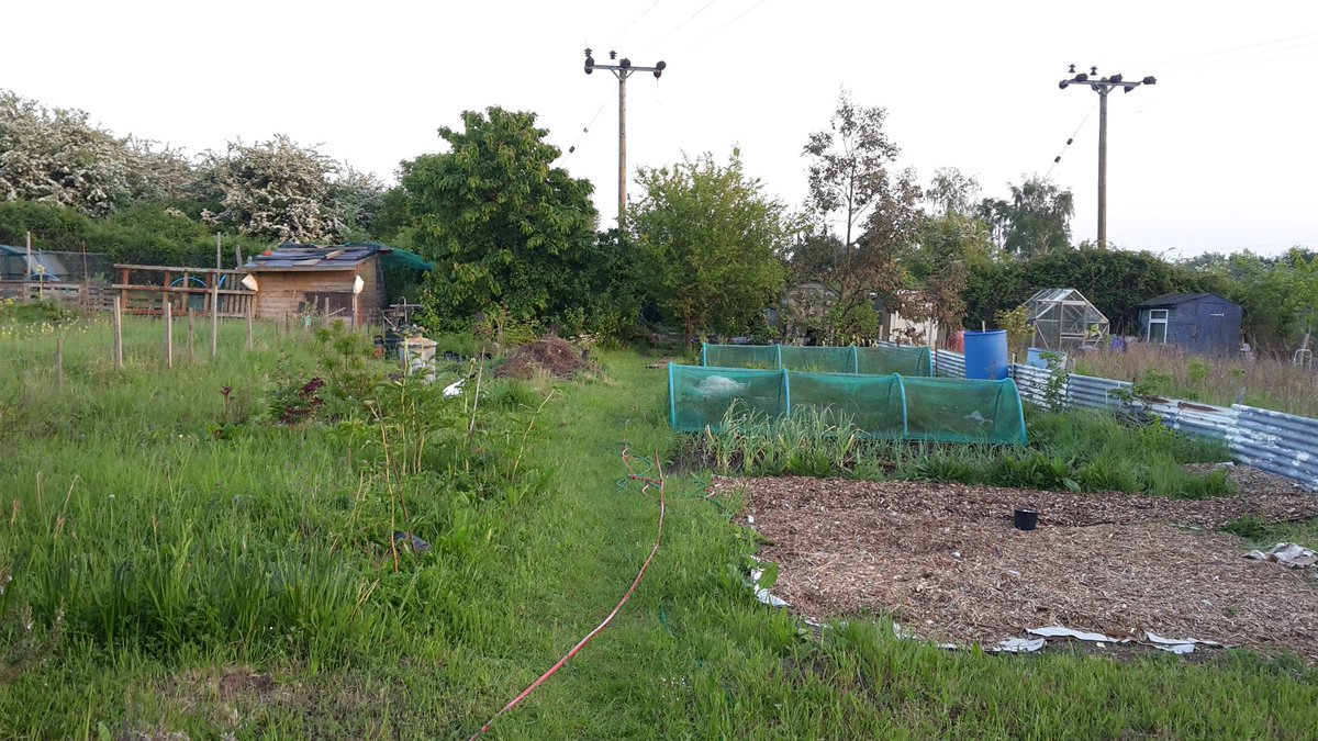 SRD_31's tweet photo. Well here's #myrealview 2 wks on - & it's looking much better. Peas are in - broad beans are flowering, & plot strimmed- even the bonfire heap is decreasing !!! #gyo #maygarden #allotment https://t.co/cR8EZI68IH