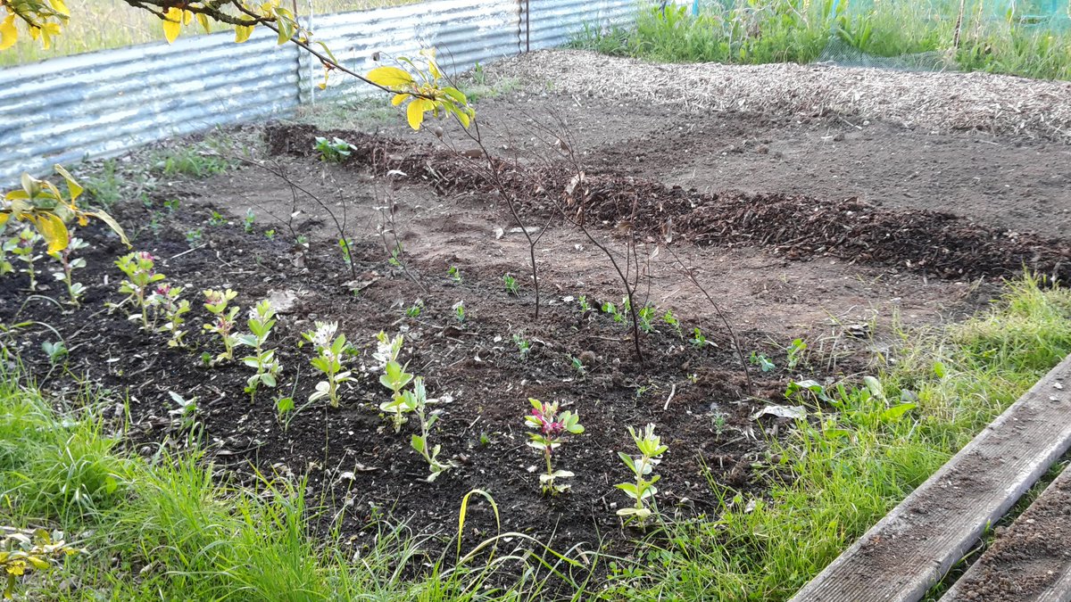 SRD_31's tweet photo. Well here's #myrealview 2 wks on - & it's looking much better. Peas are in - broad beans are flowering, & plot strimmed- even the bonfire heap is decreasing !!! #gyo #maygarden #allotment https://t.co/cR8EZI68IH