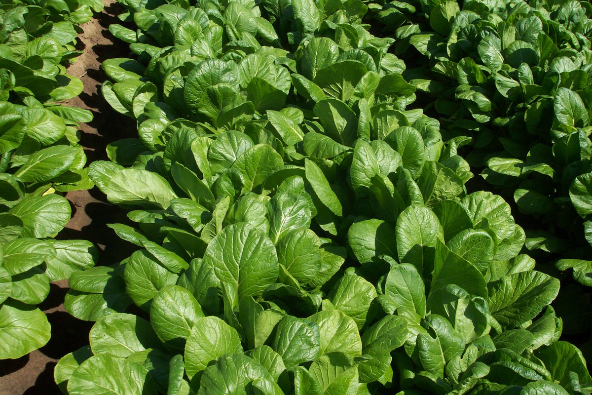 JadeAsianGreens's tweet photo. Could our #BokChoy #field get any more #beautiful? Impossible! #TuesdayThought #Farming https://t.co/5xsw3OtYaX