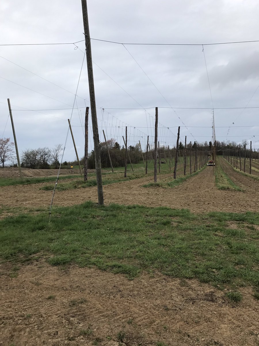 Stringing in the rain today #cloudy#lakeviewhops#doitforthebeer