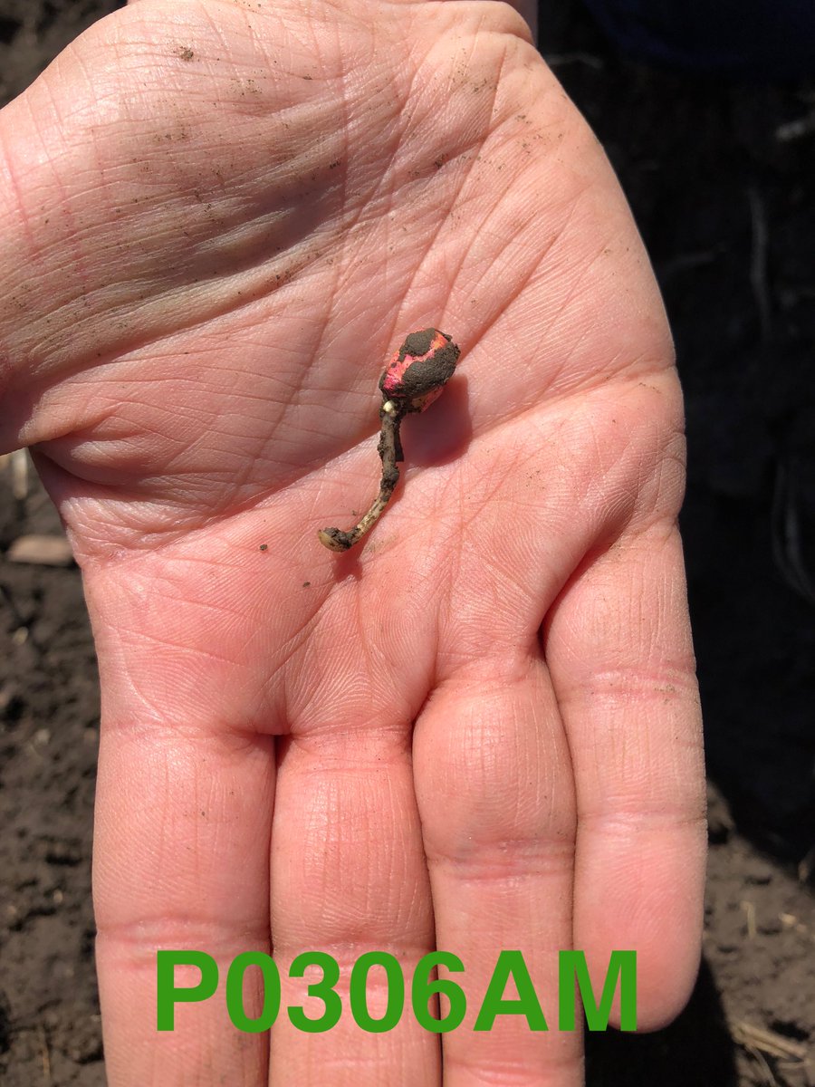 ArickaWech's tweet photo. What a beautiful day comparing early season vigor and growth of #P0306AM, #P0574AMXT, and #P9621AMXT near Plainview, MN! @knutson_liz @bennettagsrvc https://t.co/ziSZdTuRky
