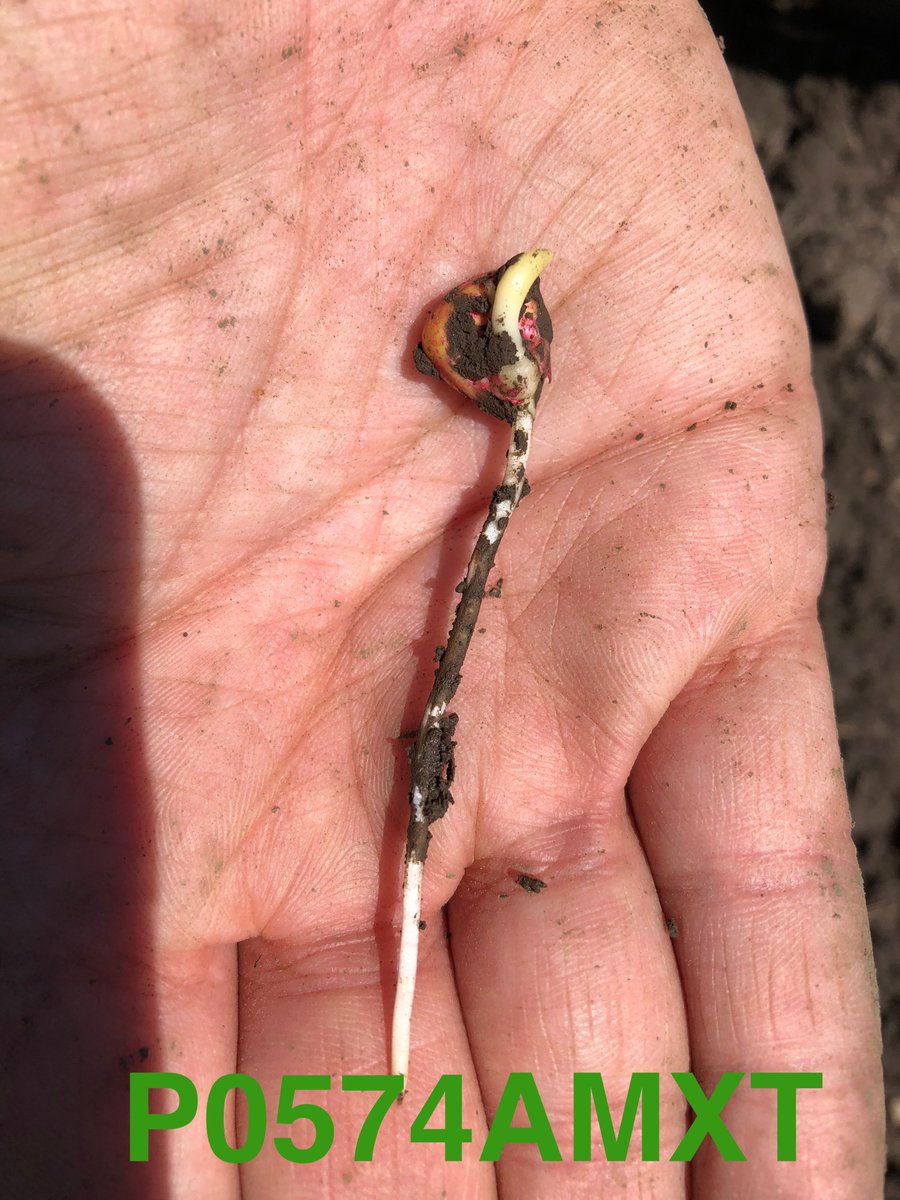 ArickaWech's tweet photo. What a beautiful day comparing early season vigor and growth of #P0306AM, #P0574AMXT, and #P9621AMXT near Plainview, MN! @knutson_liz @bennettagsrvc https://t.co/ziSZdTuRky