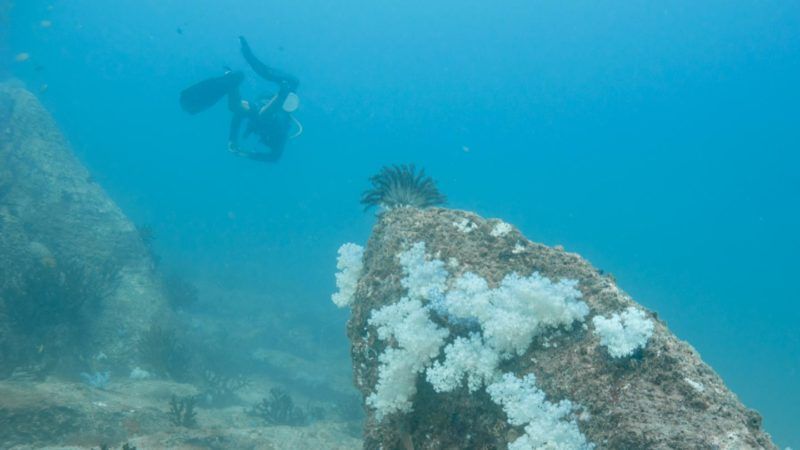 GonnaDive's tweet photo. The Best Dive Site in Koh Lipe: Stonehenge
https://t.co/9ONzHYGNr5
#divesite #divespots https://t.co/vgCBlcH1q8
