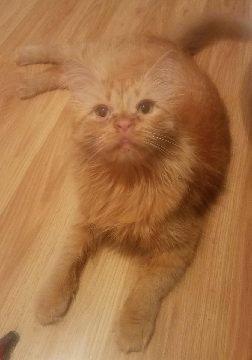 SirShnerks's tweet photo. HI GUYS!!!! Meowmy calls this my "excited face." I'm excited to be on Twitter today!!! https://t.co/eEM3piOHOA