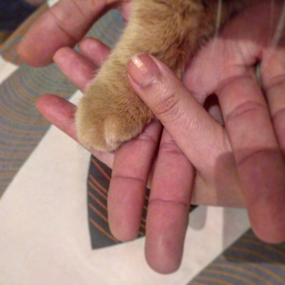 annaalasijove's tweet photo. #díainternacionaldelafamilia #diainternacionaldelafamília  #internationaldayoffamilies #animalista #dontbuyadopt #cat #gato #gat #nocomprisadopta #nocompresadopta #diainternacionaldelafamilia #efectoperrogato https://t.co/4VhlevwSVR