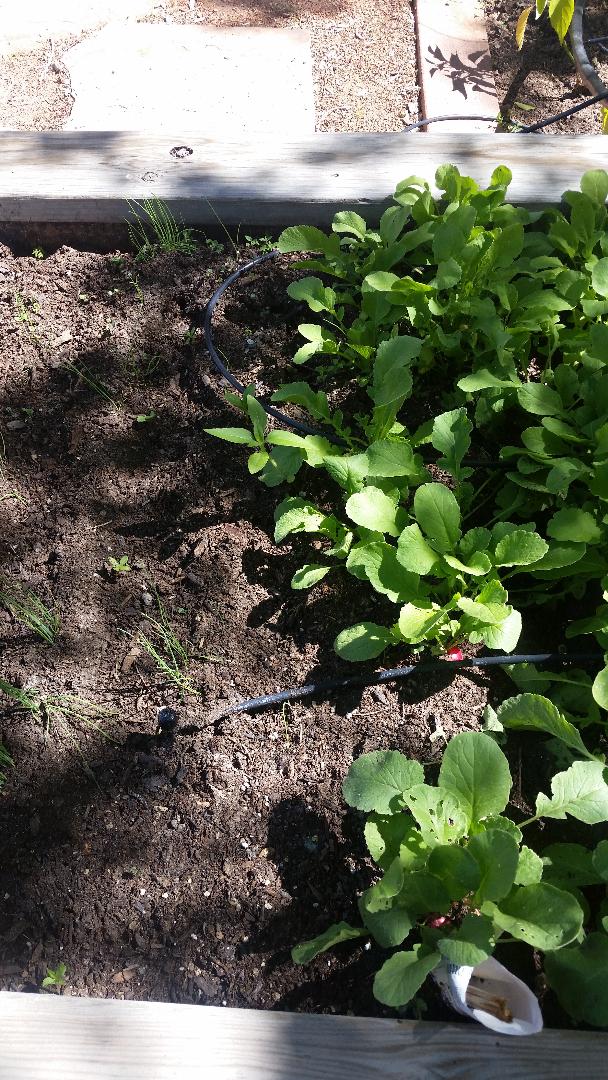 Our preschool garden is thriving! Not only does gardening relieve stress and build confidence, it is also a great learning opportunity, and a way for our children to have access to fresh produce. #clnkids #endchildhomelessness
