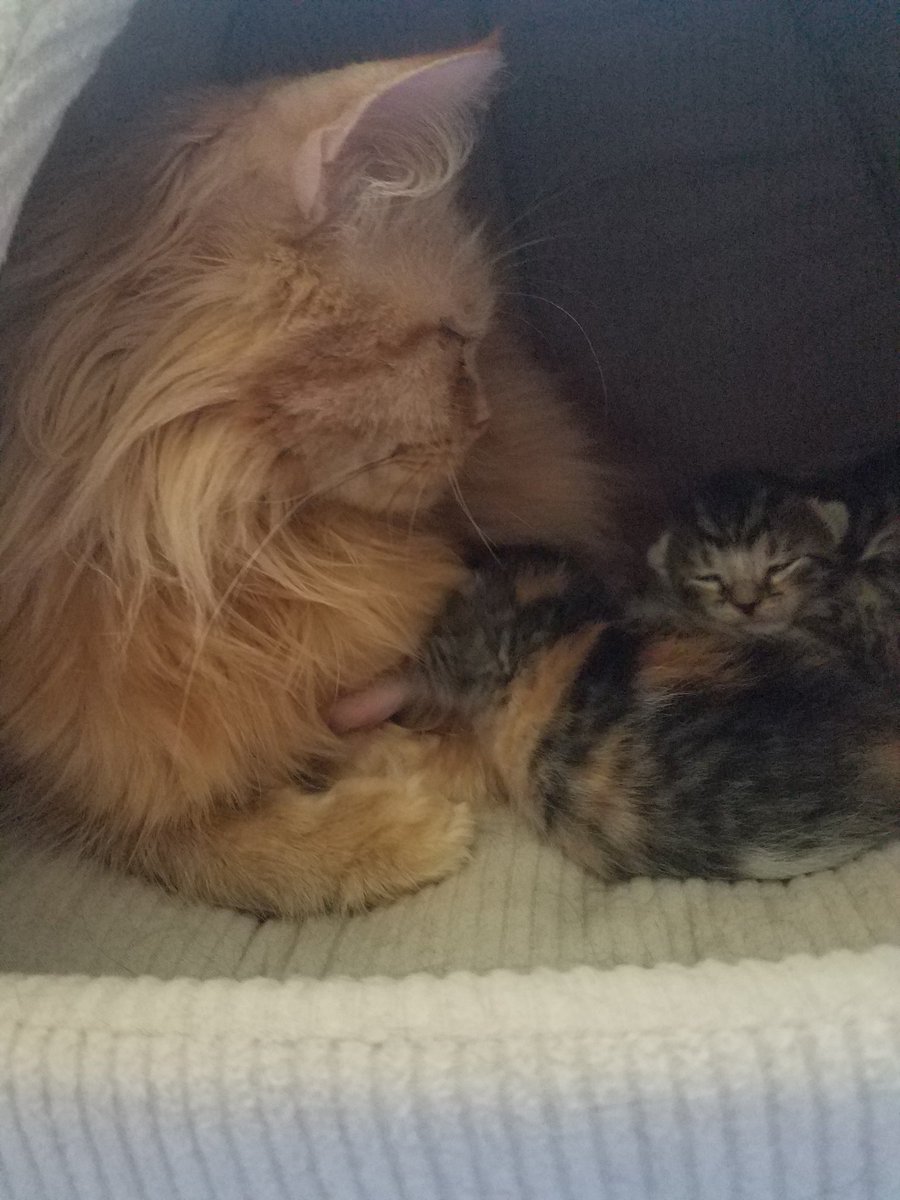 SirShnerks's tweet photo. I helps take care of new kittens! I'm a good uncle! They turn 6wks tmro and needs furever homes soon! #catsoftwitter #catsofinstagram #kittens #shnerks #rescuecats #crazycatlady #rescue #cats https://t.co/MfwmXhHkrK