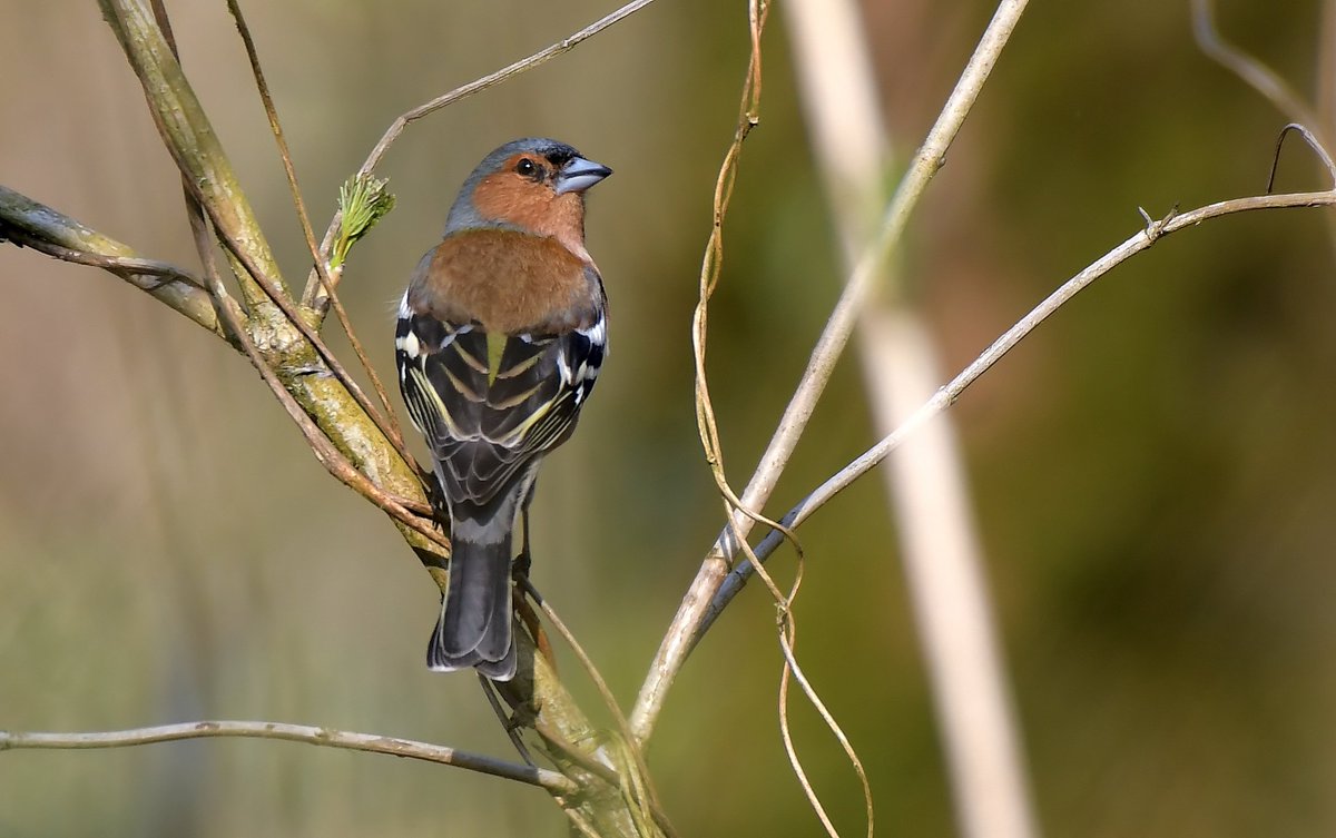 NephentesP's tweet photo. Beautiful Camouflaged.
Nevertheless the #common_chaffinch is so beautiful coloured, its colours melt with his surroundings and are a perfect camouflage. This guy was sitting next to me, but I noticed it first when it moved.
(Bimöhlen, Schleswig-Holstein) https://t.co/Cv5dtYEQaR
