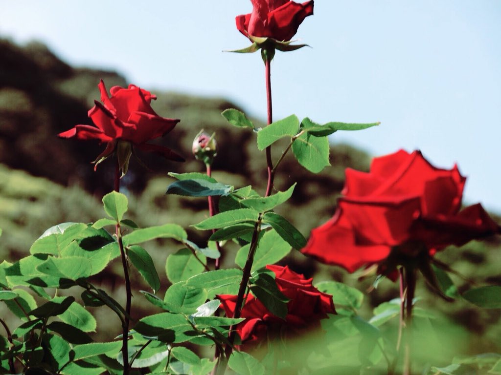 菅野文 薔薇王の葬列 14巻9 16発売 على تويتر 美しい 薔薇の中の薔薇というかんじですね 写真もすごくかっこいいです ありがとうございます