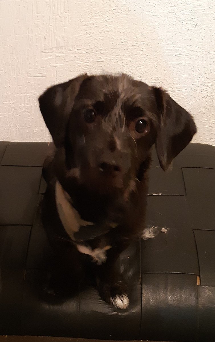 Él es Hope (Frijol para los cuates), está buscando casa, talla pequeña, 10 meses, juguetón y cariñoso.