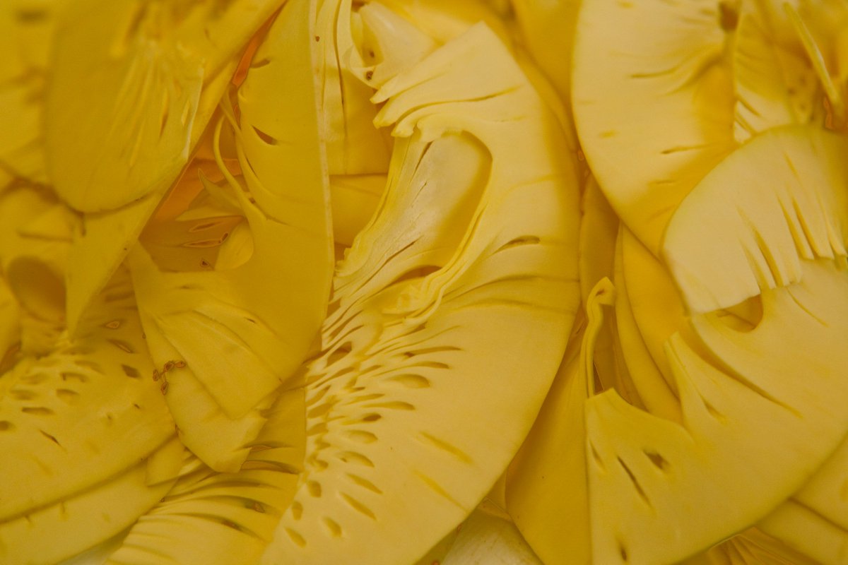 breadfruitfood's tweet photo. The name “breadfruit” comes from a traditional way of preparing the fruit. On Pacific islands, breadfruit are picked, pealed, cored, sliced and buried in a pit lined with banana leaves. #breadfruit #foodsecurity #sustainableagriculture #glutenfreefood https://t.co/Wj76WGq97y