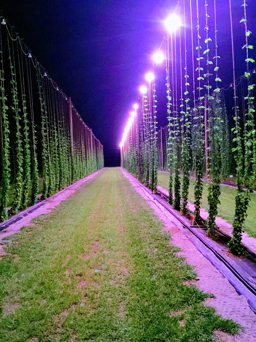 kshitij79767800's tweet photo. Hops planting in Florida # citrus alternative # artificial lighting for their long photoperiod requirement # photo courtesy - Babu Panthi https://t.co/wE6w7mscoq