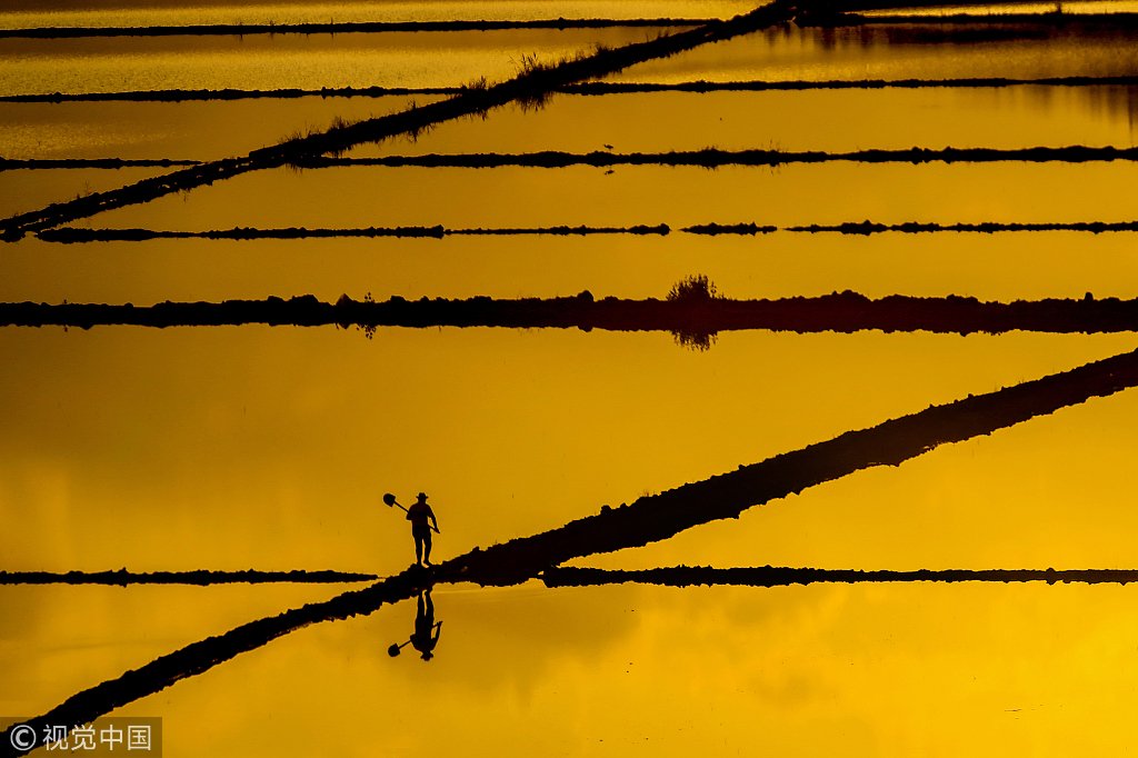 ChinaDaily's tweet photo. Rice fields glow with a stunning gold as the evening sunshine reflects on the water in Turkey. #nature (Photo: VCG) https://t.co/uyd48AnQGe