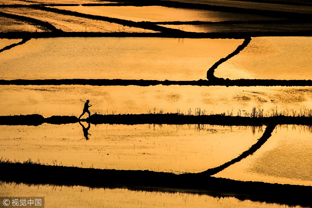 ChinaDaily's tweet photo. Rice fields glow with a stunning gold as the evening sunshine reflects on the water in Turkey. #nature (Photo: VCG) https://t.co/uyd48AnQGe