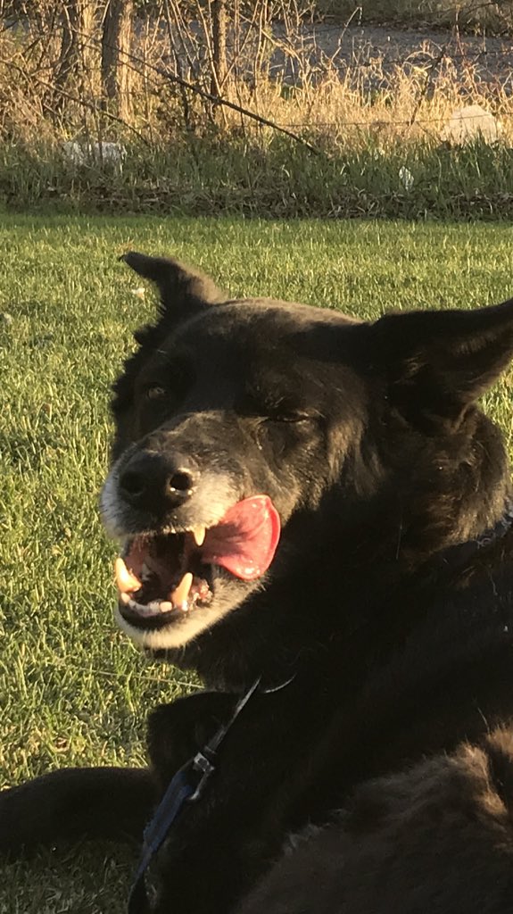 EmilyWeid's tweet photo. How I think I look when I stick my tongue out in pictures https://t.co/PNCP8TUBcq