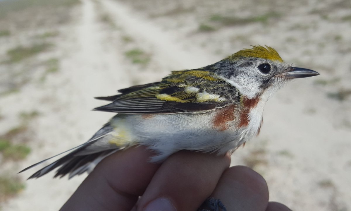 Erik_I_Johnson's tweet photo. Trying to catch Wilson's Plovers today, we accidentally caught a Chestnut-sided #Warbler arriving off the Gulf! #wrongbird @SarahMBolinger @ibird4fun @KatieLPercy #Migration https://t.co/bnFDrRZJNd