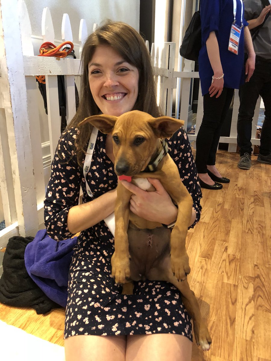 tbren15's tweet photo. Hanging out in San Diego at the Gartner Digital Marketing conference this week, and had to take a quick puppy break #SASpaws #rescuepuppies #GartnerDMC https://t.co/X2BmAwl5Gl
