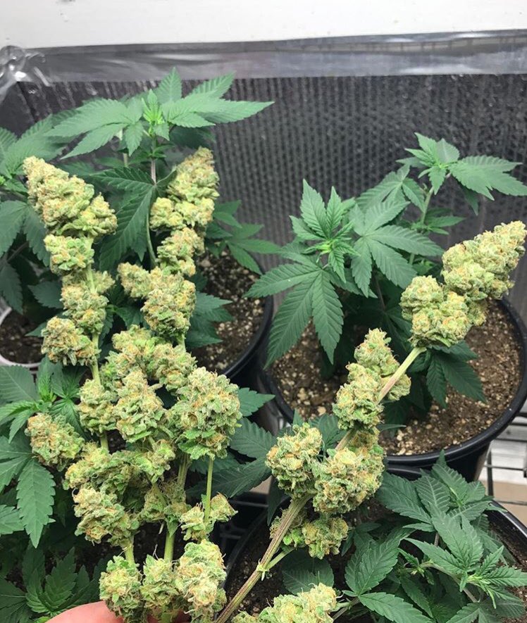 kushhunter111's tweet photo. #420 everyday all day we keep pushing limits and making things better https://t.co/3VMLeOR5Zu