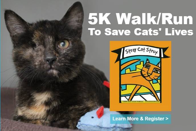 Tree House Cats on Twitter "Our 5K is only a month away! Get