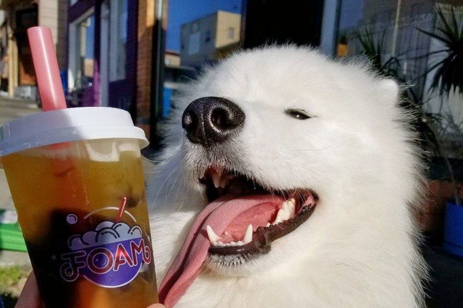 HL_InnerSunset's tweet photo. Pearls for Parkside: Foam Tea House boba shop opens https://t.co/i0RtAn5GoZ https://t.co/unVm8Kso1c