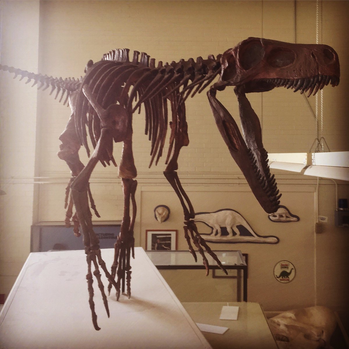 Texaspaleo's tweet photo. Am I the only one who’s never heard of #nationaldinosaurday ??? Is this a #jurassicworldfallenkingdom marketing ploy?

#texasfossils #butnotthisone #herrerasaurus #argentina #paleo #madeupholiday #arenttheyall #parksthatwillkillyou https://t.co/I8pQXXHrpA