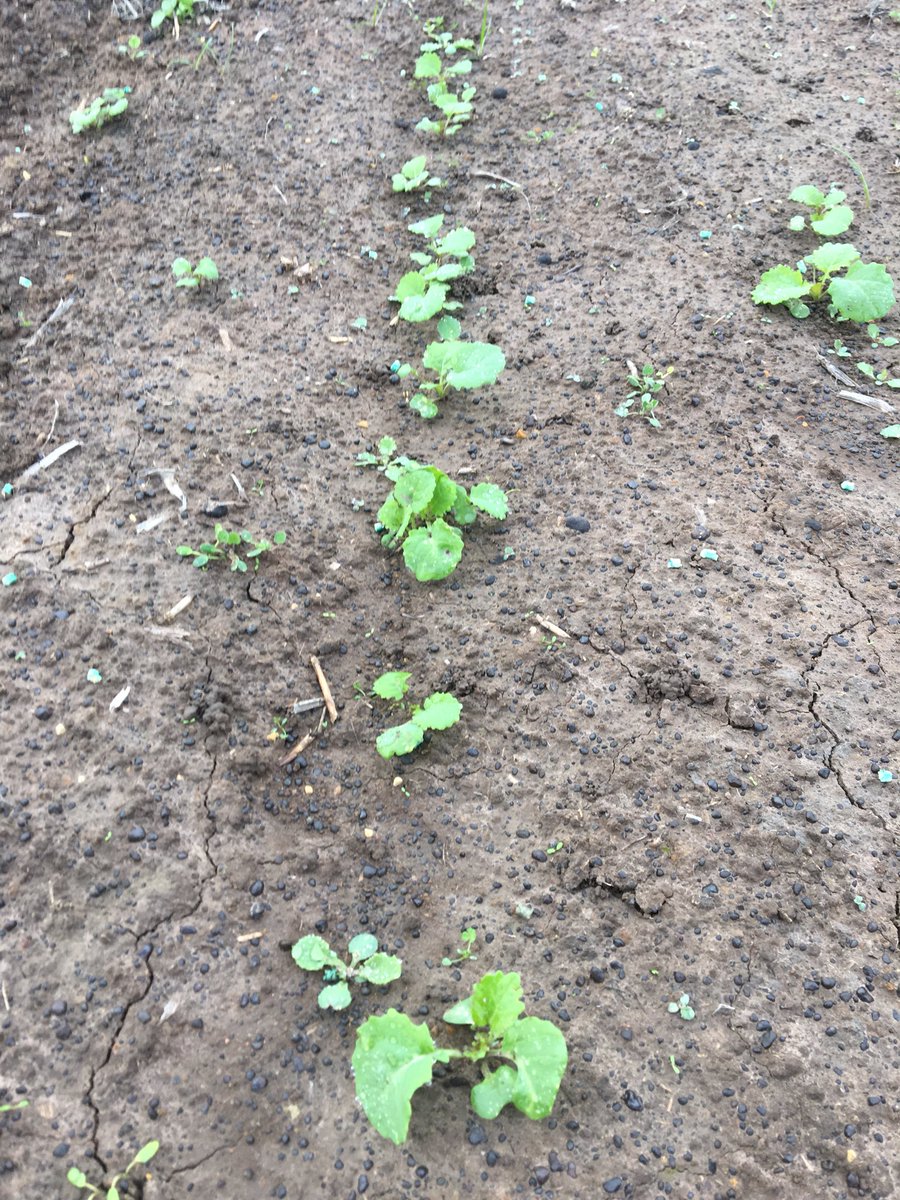 edwardncdurham's tweet photo. 1st Photo 45Y25 Poncho Plus &amp; Jockey
2nd Photo 1.8mm graded Wahoo Poncho Plus - no Jockey 
Exact same treatments &amp; sowing time. Go figure. No Jockey 2019. https://t.co/LsmUR8agoF