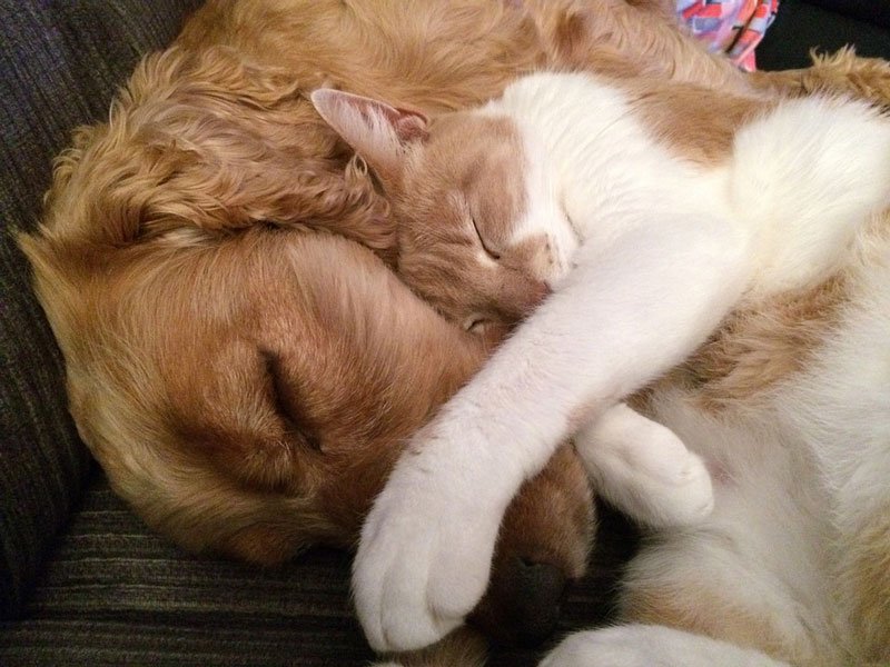 petoverloadblog's tweet photo. Emergency Kits for Your Pet!  https://t.co/vvwUsgiYdv https://t.co/Fdi8Cw9LQu