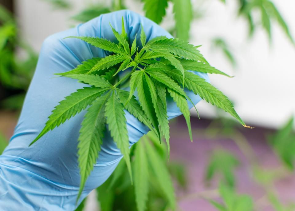 ThinkTankExile's tweet photo. Pennsylvania To Lead Nation In Medical Marijuana Research https://t.co/p5ua9Qyfb7 https://t.co/UdItrQ5uch